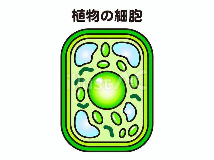 植物の細胞のイラスト素材 植物細胞,細胞,核のイラスト素材