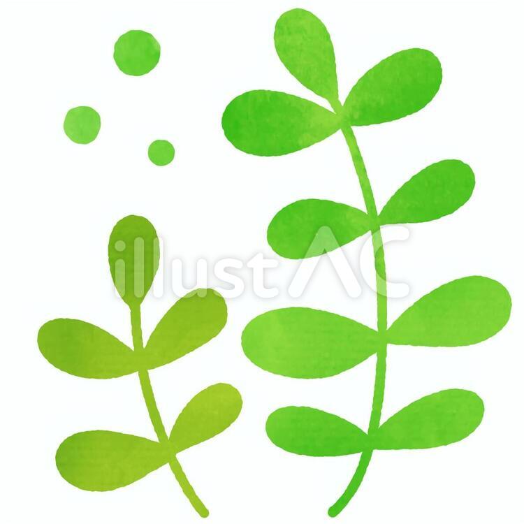 水彩風の植物 葉っぱ,植物,自然のイラスト素材