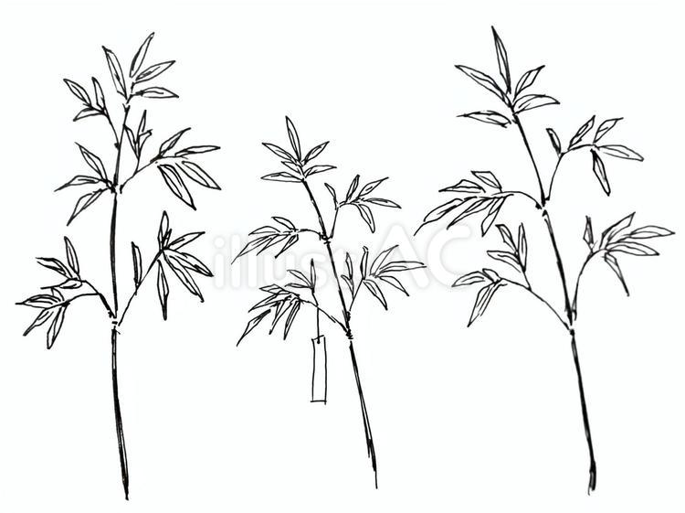 七夕・笹（行事5） 七夕,笹,七夕祭りのイラスト素材