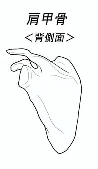 肩甲骨　背側面 骨格,骨,人体,人,ひと,医療,看護,パーツ,学習用,解剖のイラスト素材