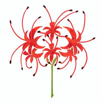 彼岸花のイラスト 花,植物,彼岸花,ヒガンバナ,曼珠沙華,マンジュシャゲ,秋の花,赤い花,秋,9月のイラスト素材