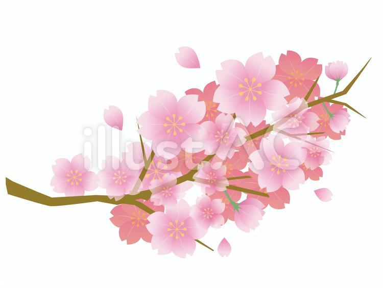 桜の花びら　 春,桜,花のイラスト素材