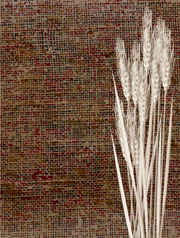 小麦色の麦穂と麻布の背景　mugi024 麦穂,小麦色,リアル,ナチュラル,お洒落,自然,植物,大人っぽい,枠,背景のイラスト素材