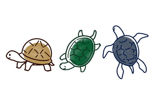 亀3種類 動物,生き物,両生類,爬虫類,亀,3種類,セット,単体,リクガメ,カワガメのイラスト素材