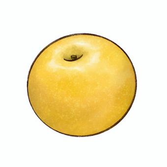 梨イラスト 梨,果実,デザート,リアル,手描き,農作物,料理,調理,食品,食材のイラスト素材