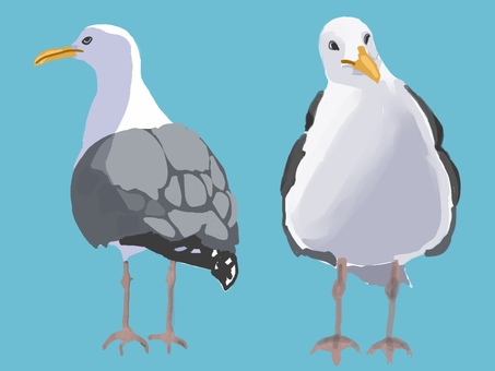 カモメ カモメ,鳥,海鳥,野鳥,手描きのイラスト素材