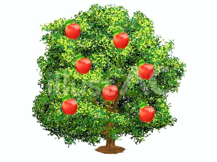 りんごの木 りんご,木,植物のイラスト素材