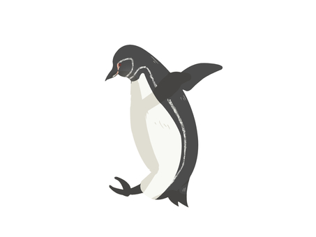 Illustration, pinguin des galapagos, penguin, oiseau, 