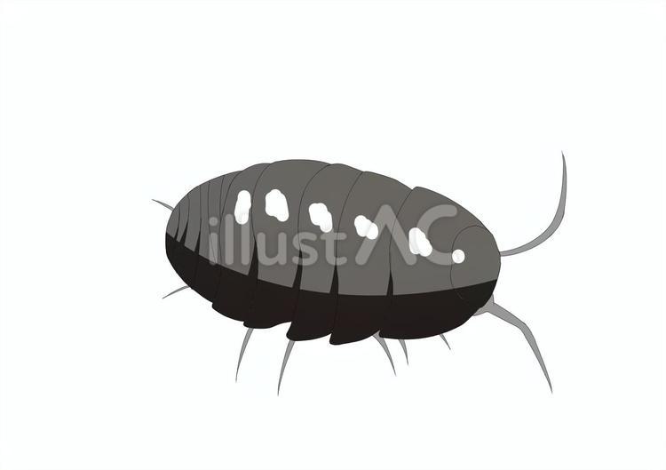 だんごむし だんごむし,昆虫,生き物のイラスト素材
