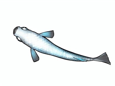 改良メダカ【サンセット極龍】 魚,メダカ,めだか,改良メダカ,サンセット極龍のイラスト素材