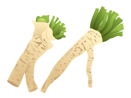 Illustration, horseradish horseradish, food, condiment, 