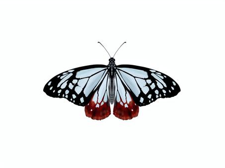 アサギマダラ① 蝶,アサギマダラ,きれい,標本,蝶々,胡蝶,フリー,無料,手描き,手書きのイラスト素材