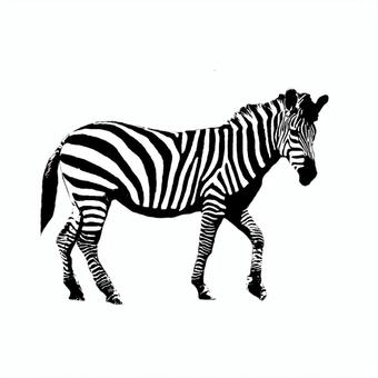 Illustration, zebra, atış, hayvan, 
