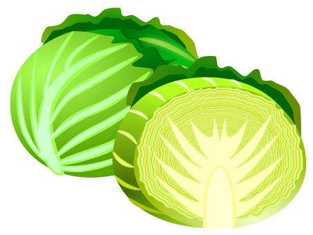 キャベツ03（まとめ） キャベツ,野菜,アブラナ科,千切り,植物のイラスト素材