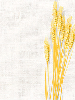 黄金色の麦穂と麻布の背景　mugi023 麦穂,黄金色,リアル,ナチュラル,お洒落,自然,植物,大人っぽい,枠,背景のイラスト素材