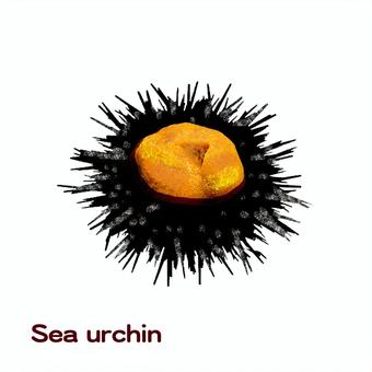 Illustration, deniz kestanesi, deniz ürünleri, derisidikenli, 