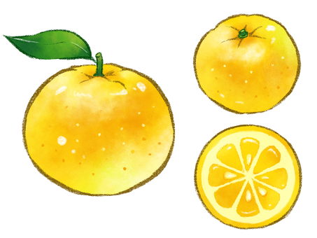 柚子 3点セット 果物,フルーツ,柚,柚子,ユズ,ゆず,柑橘,柑橘類,薬味,黄のイラスト素材