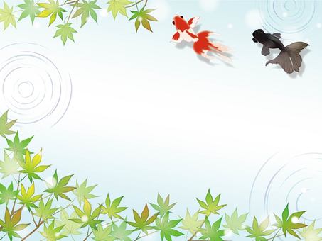 青もみじと金魚の背景4 金魚,夏,初夏,青もみじ,紅葉,新緑,水,水紋,涼夏,５月のイラスト素材