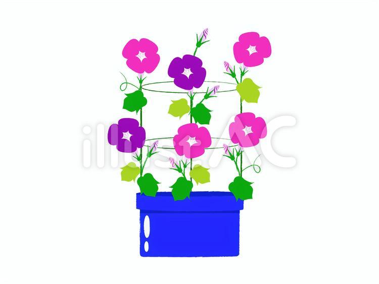 アサガオの鉢植え 鉢植え,鉢,ベクターのイラスト素材