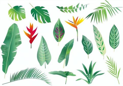 熱帯植物素材 熱帯植物,夏,葉,トロピカル,ベクター,シダ,木の葉,8月,植物,水彩のイラスト素材