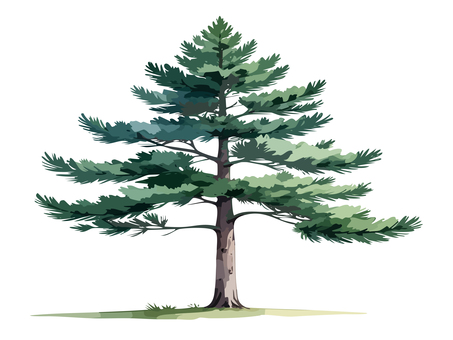 クロマツ 木,樹木,クロマツ,松,植物,ツリー,自然,マツ,日本,かわいいのイラスト素材