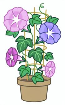 カラフルな朝顔鉢植え 朝顔,花,鉢植え,植木鉢,開花,成長,成長過程,観察,咲く,土のイラスト素材