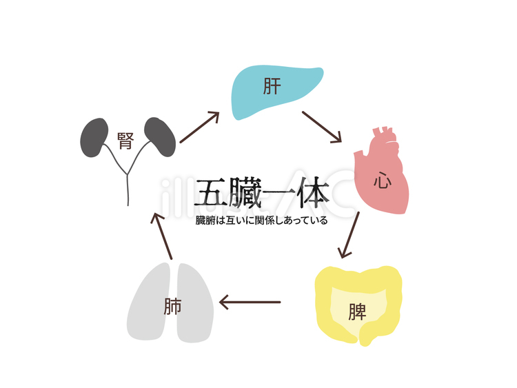 五臓一体 陰陽五行,五行論,五行のイラスト素材