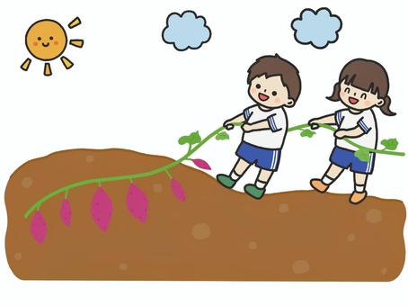 芋掘りをしている子供 太陽と雲 芋掘り,芋,秋,子供,子ども,かわいい,イベント,行事,さつまいも,引っ張るのイラスト素材