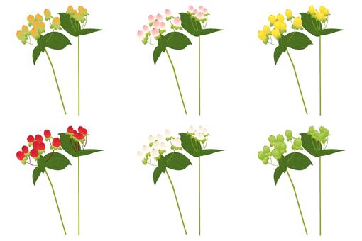 Illustration, hypericum, androsaemum, flower, 