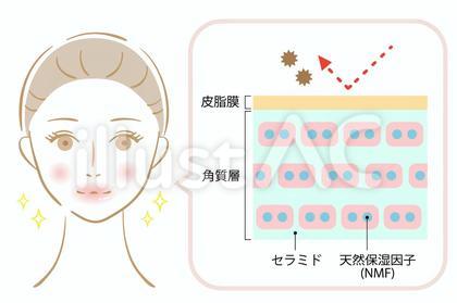 健康な肌 断面図 女性