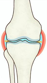 膝の関節（右・正面） 膝,関節,軟骨,断面,大腿骨,脛骨,関節液,関節包,滑膜,半月板のイラスト素材