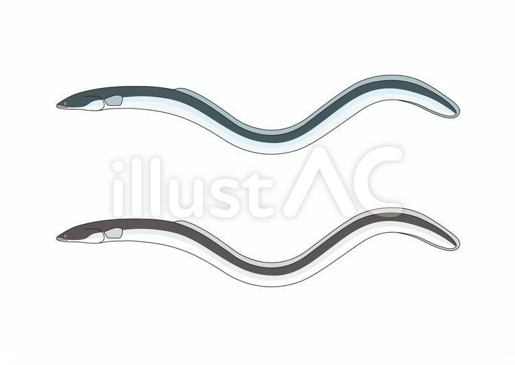 ニホンウナギイラスト No 無料イラストなら イラストac