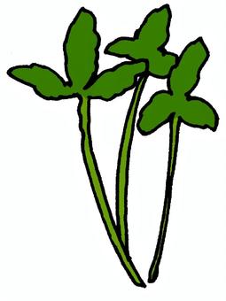 みつば 三つ葉,葉物,野菜,食べ物,緑,彩り,香味,健康,ヘルシー,お吸い物のイラスト素材