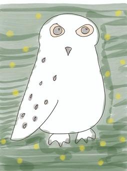 白フクロウ フクロウ,鳥,動物,白,デジタル画,手描きのイラスト素材