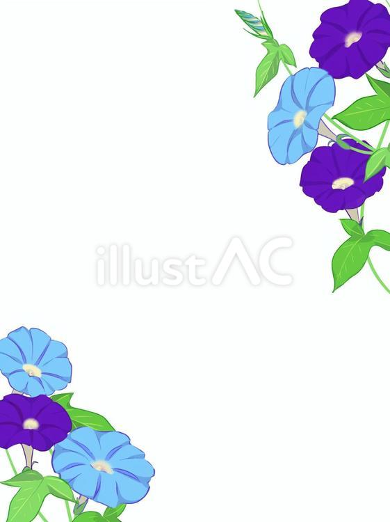 手描き朝顔フレーム2 フレーム,植物,花のイラスト素材