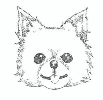 チワワの顔をイメージした手描きイラスト チワワ,アップ,顔,ペット,犬,生き物,手描き,リアル,モノクロ,挿絵のイラスト素材