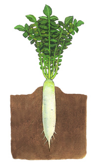畑に植わっているダイコン ダイコン,大根,野菜,根菜類,葉っぱ,畑,栽培,地中,根,土のイラスト素材