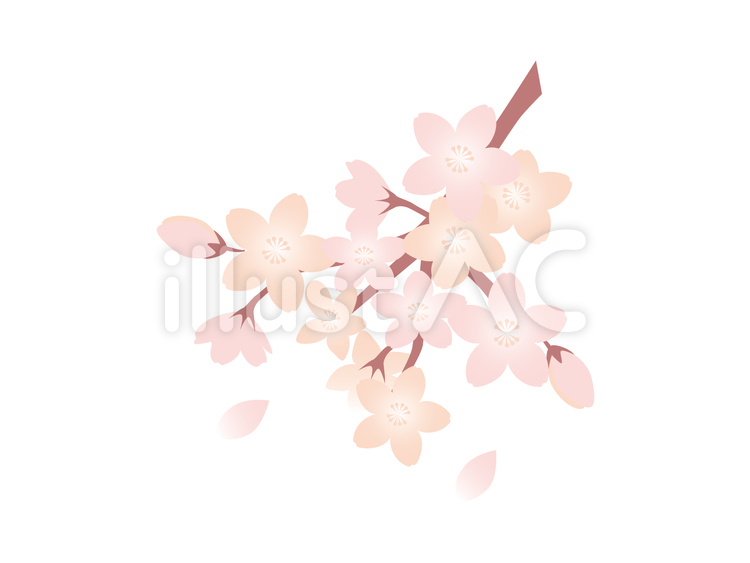 桜 桜,サクラ,さくらのイラスト素材