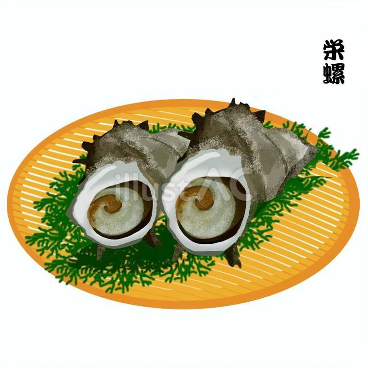 サザエ サザエ,巻貝,貝のイラスト素材