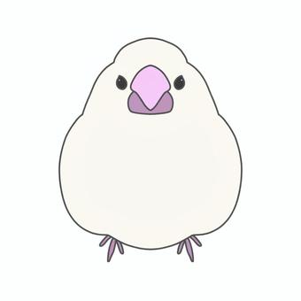 文鳥　白 文鳥,鳥,白,ペット,くちばし,足,生き物のイラスト素材