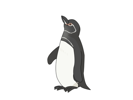 Illustration, pinguin des galapagos, penguin, oiseau, 