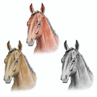 色鉛筆画馬の顔 馬,動物,生き物,午年,干支,十二支,顔,年賀状,年賀素材,正月のイラスト素材