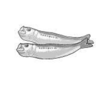 Illustration, sardine, pesce, rotondo essiccato, 