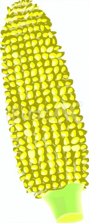 とうもろこし とうもろこし,コーン,野菜のイラスト素材