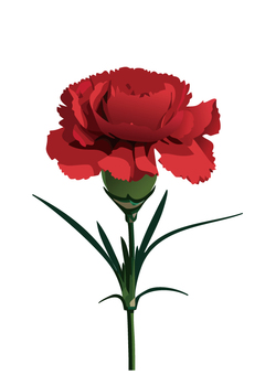 carnation flower, , JPG, PNG and AI