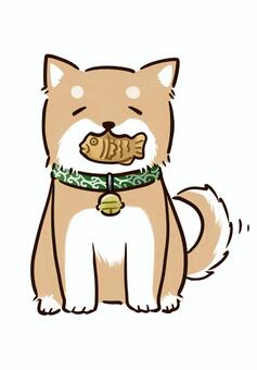 たい焼きをくわえた柴犬（赤柴） 柴犬,赤柴,豆柴,犬,たい焼き,和菓子,動物,ペット,お座り,首輪のイラスト素材