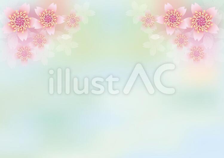 桜花爛漫327 花,桜,春のイラスト素材