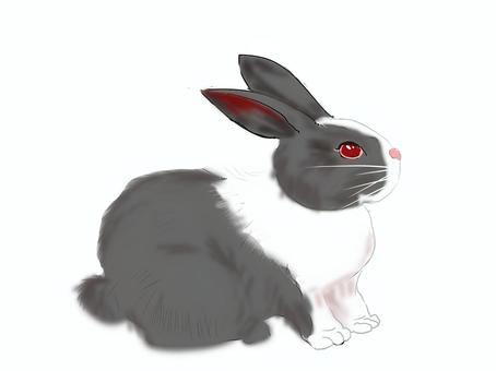 パンダウサギ パンダウサギ ウサギ,パンダ,長い耳,赤目,カワイイ,うさぎ,本格的,リアル,ふわふわ,かわいいのイラスト素材