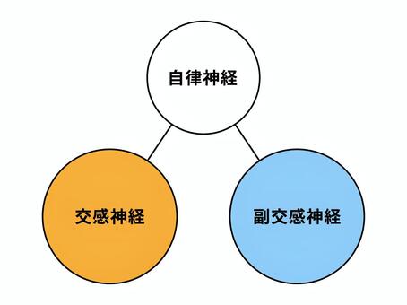自律神経（交感神経・副交感神経） 自律神経,交感神経,副交感神経,神経,シンプル,かわいい,おしゃれ,図,文字,線画のイラスト素材