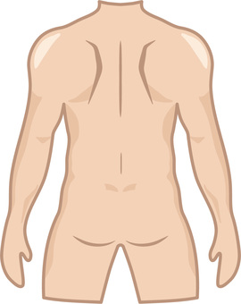 背中 背中,人体,胴体,身体,首,肩,腕,上腕,前腕,肘のイラスト素材